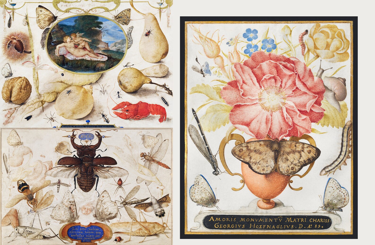 Insectpg 140+ Joris Hoefnagel HQ Vintage Illustrations Paintings Entomology ...