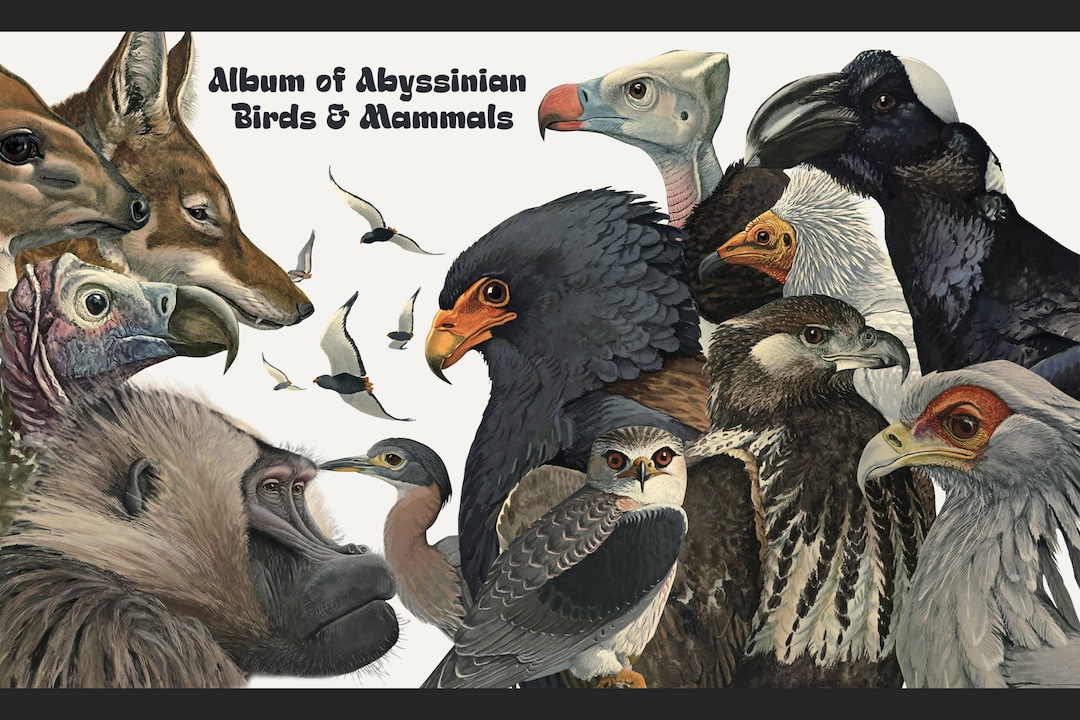 Album of Abyssinian Birds & Mammals, Louis Agassiz Fuertes,vintage Illustrations,printable,png Clipart, Original Paintings Digital Download - Etsy Album of Abyssinian Birds & Mammals, Louis Agassiz Fuertes,vintage Illustrations,printable,png Clipart, Original Paintings Digital Download - Etsy