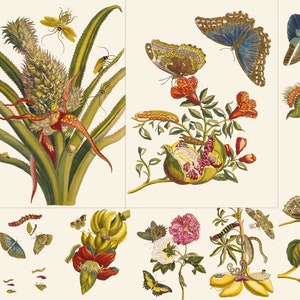 60+ Maria Sibylla Merian Zeldzame HQ illustraties bloemen Botanicals afdrukbare kunstwerken Commerineel gebruik digitale download