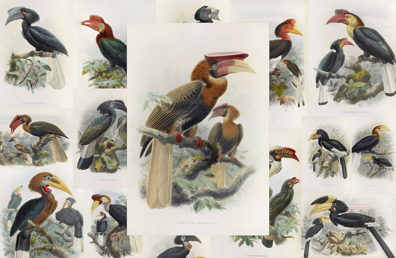 May include: A collection of vintage bird illustrations featuring various hornbills. The images showcase detailed depictions of the birds with vibrant colors, perched on branches. The artwork is reminiscent of classic scientific illustrations.