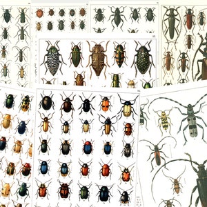 May include: A collection of vintage illustrations of various beetle species. The illustrations are in black and white and feature detailed drawings of the insects' bodies and wings.