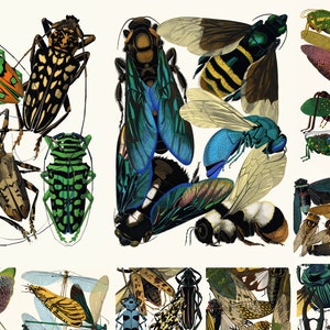 Eugene Seguy - Insectes Plate Art Nouveau 1920s French Antique Pochoir Prints Art Deco 16 Printable Illustrations Digital Download