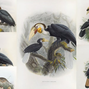 May include: A collection of vintage bird illustrations featuring various species of hornbills. The artwork showcases detailed depictions of the birds with vibrant colors and intricate feather patterns, set against a natural background.