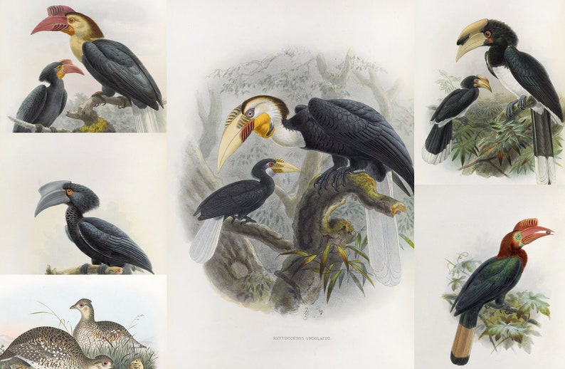 May include: A collection of vintage bird illustrations featuring various species of hornbills. The artwork showcases detailed depictions of the birds with vibrant colors and intricate feather patterns, set against a natural background.