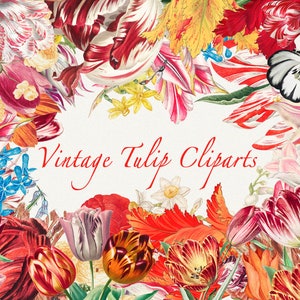 80+ Vintage Tulip clipart HQ PNG ritagli estate primavera fiori grafica floreale bouquet da sposa illustrazione botanica download digitale