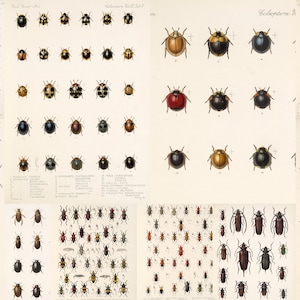 May include: A vintage illustration of various beetle species, including ladybugs, weevils, and other insects. The illustration is in a scientific style with detailed drawings and Latin names.