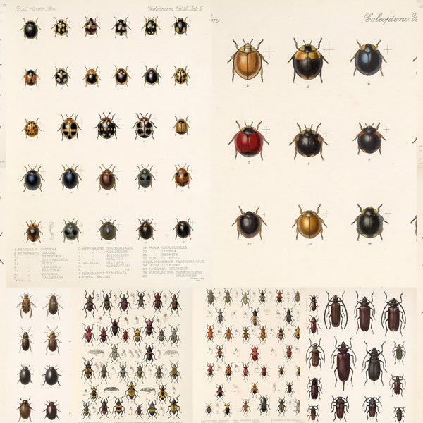 300+ Insecta Coleoptera HQ Printable Illustrations by Frederick DuCane Godman Beetles Giclee Ladybird Entomology Posters Digital Download