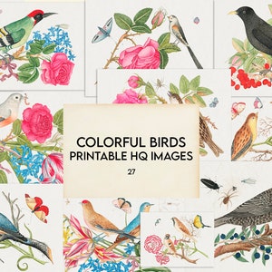 Colorful Bird Illustrations, 1920s, High-Res Digital Download, Insects, Botanical Art, Printable