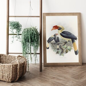 May include: A framed print of a bird illustration featuring a hornbill with a large red beak, yellow and black feathers, and two smaller birds. A woven basket and hanging plants are in the foreground, with a wooden ladder and white wall in the background.