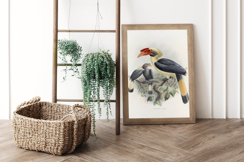 May include: A framed print of a bird illustration featuring a hornbill with a large red beak, yellow and black feathers, and two smaller birds. A woven basket and hanging plants are in the foreground, with a wooden ladder and white wall in the background.