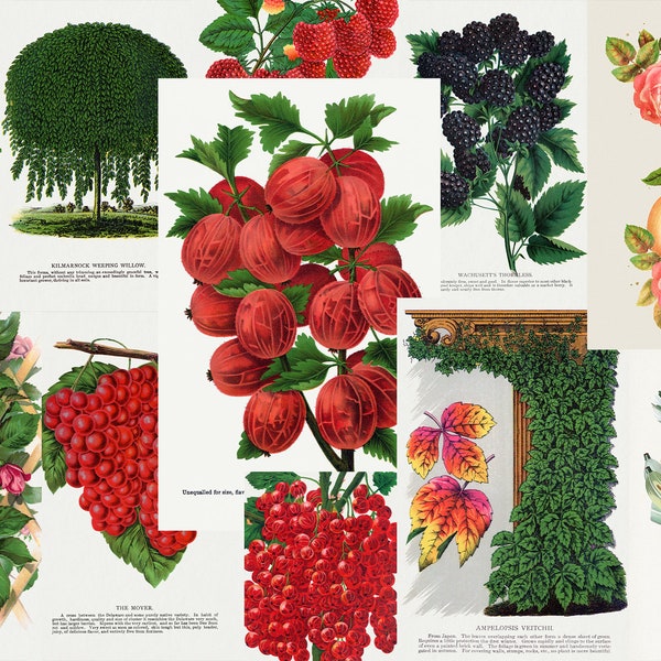 Botanical Specimen Illustrations + CLIPART Floriculture Ephemera for Framing, Decor Reference. Rochester Lithographing  Digital Download