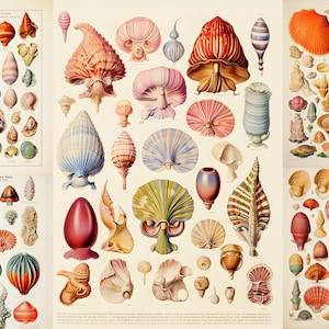 20 carteles de conchas de la vieja escuela: dibujos vintage inspirados en las ilustraciones de conchas británicas y extranjeras de ARTHUR MEE por Lilithcollageart