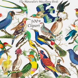 100+ The Naturalist's Miscellany, George Howe Vögel, Tiere, Illustration, PNG, Clipart, Grackle, Kuckuck, Blauwürger, Printable
