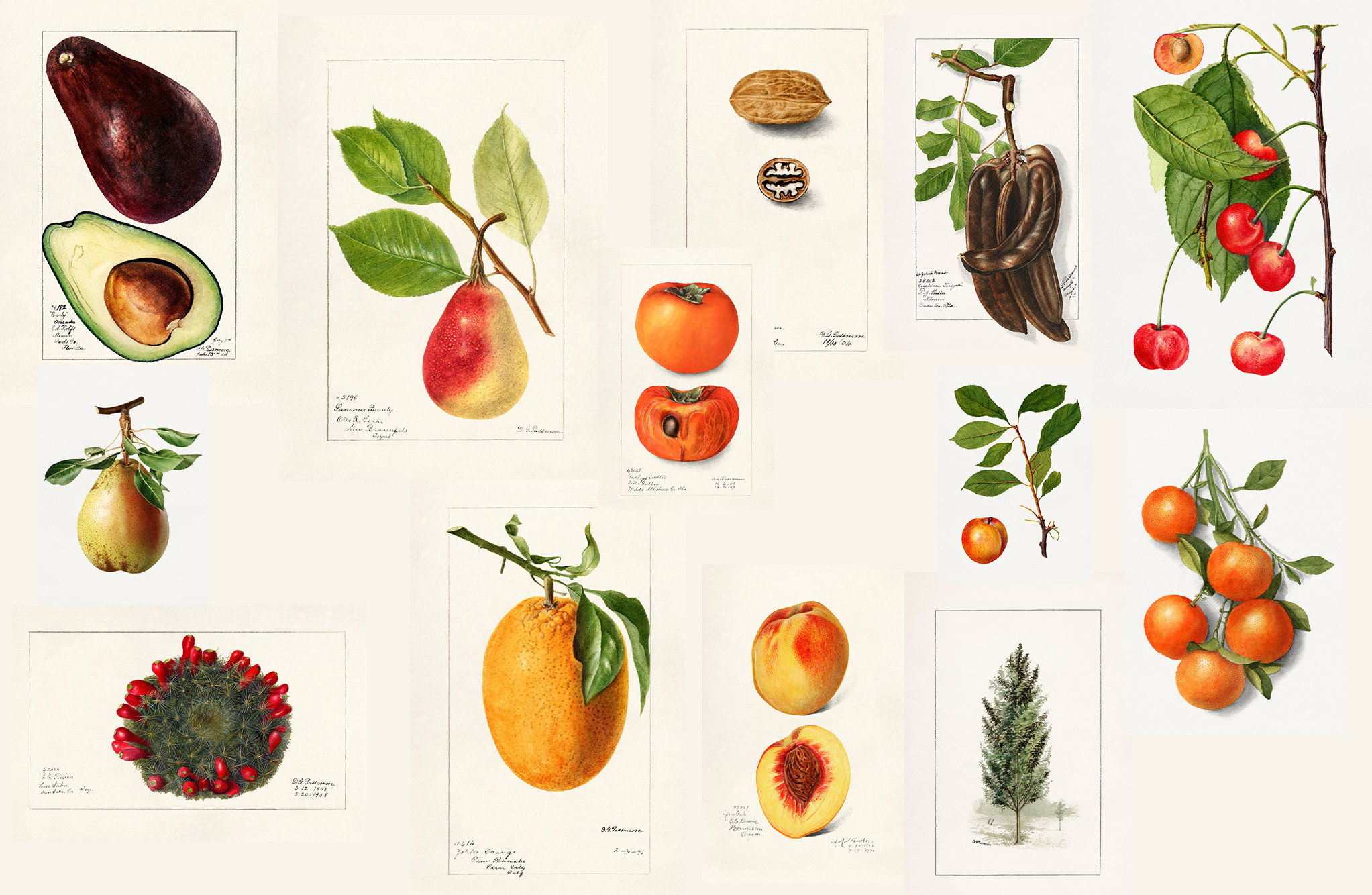 39 Deborah Passmore HQ Printable Illustrations Calamondian