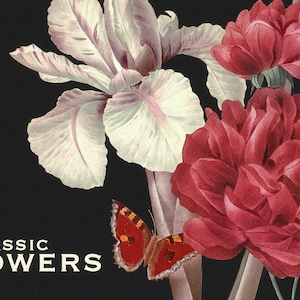 70 Klassische Blumen PNG QUARZ Clipart Vintage Illustrationen Grafik Poster Botanische Blumenkunst Vaux Walcott Blumenstrauß Druckbare Digitaler Download