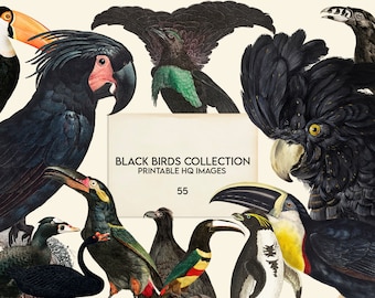 Black Birds Collection, Crows, Antique, Vintage Illustrations, High Quality, PNG, Clipart, Commercial Use, Ravens, Parrot, Penguin,Printable