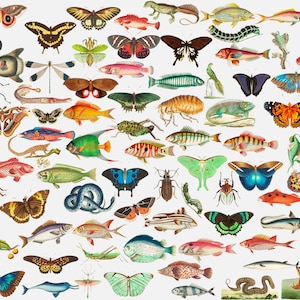 270+ George Shaw Dierenbundel, Clipart, PNG Collage-elementen, Vintage Scrapbooking, Vogels, Vlinders, Vis, Papegaai, commercieel gebruik