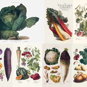 May include: A collection of vintage botanical illustrations featuring various vegetables. The images showcase a cabbage, Swiss chard, lettuce, and other root vegetables. The illustrations are detailed and colorful, with a focus on the natural forms.