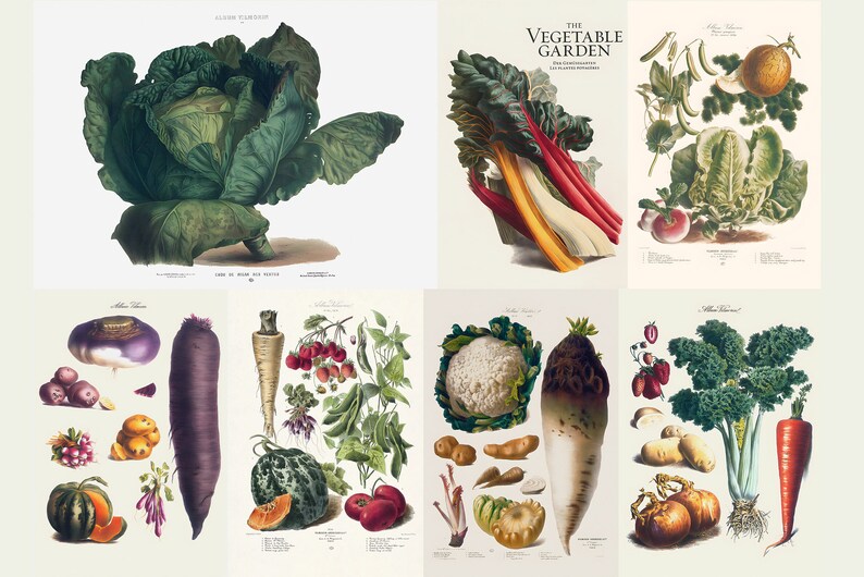 May include: A collection of vintage botanical illustrations featuring various vegetables. The images showcase a cabbage, Swiss chard, lettuce, and other root vegetables. The illustrations are detailed and colorful, with a focus on the natural forms.