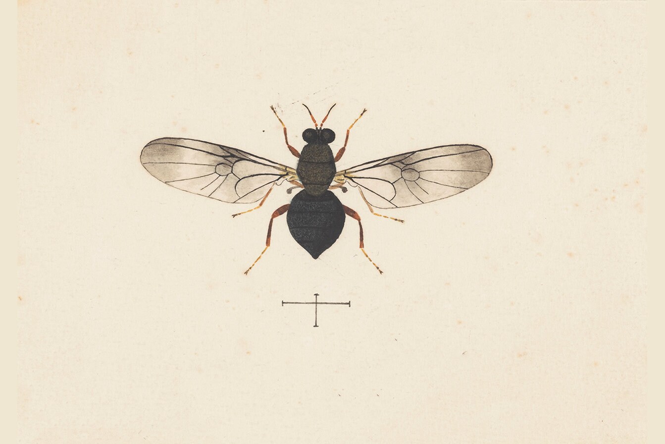 George Hudson Rhs 160+ George Hudson Entomology Rare Illustrations, Insects Printable ...