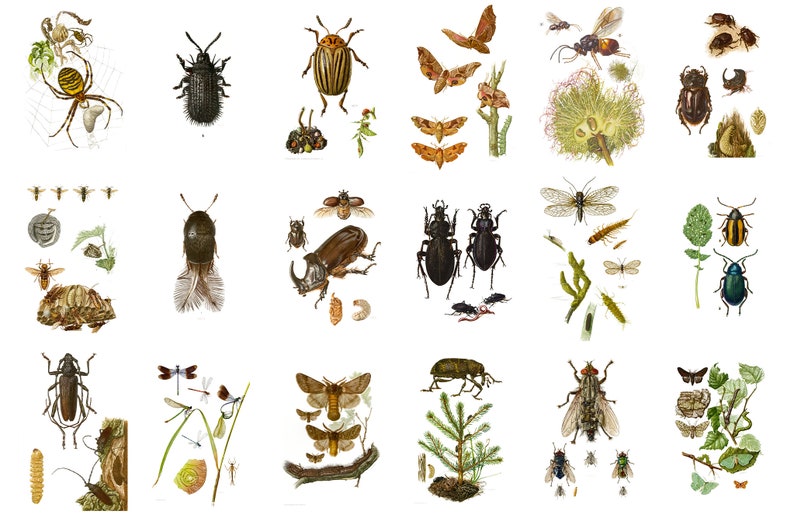 Insects Illustrations Printable Wall Art Beetles Butterflies Entomology ...