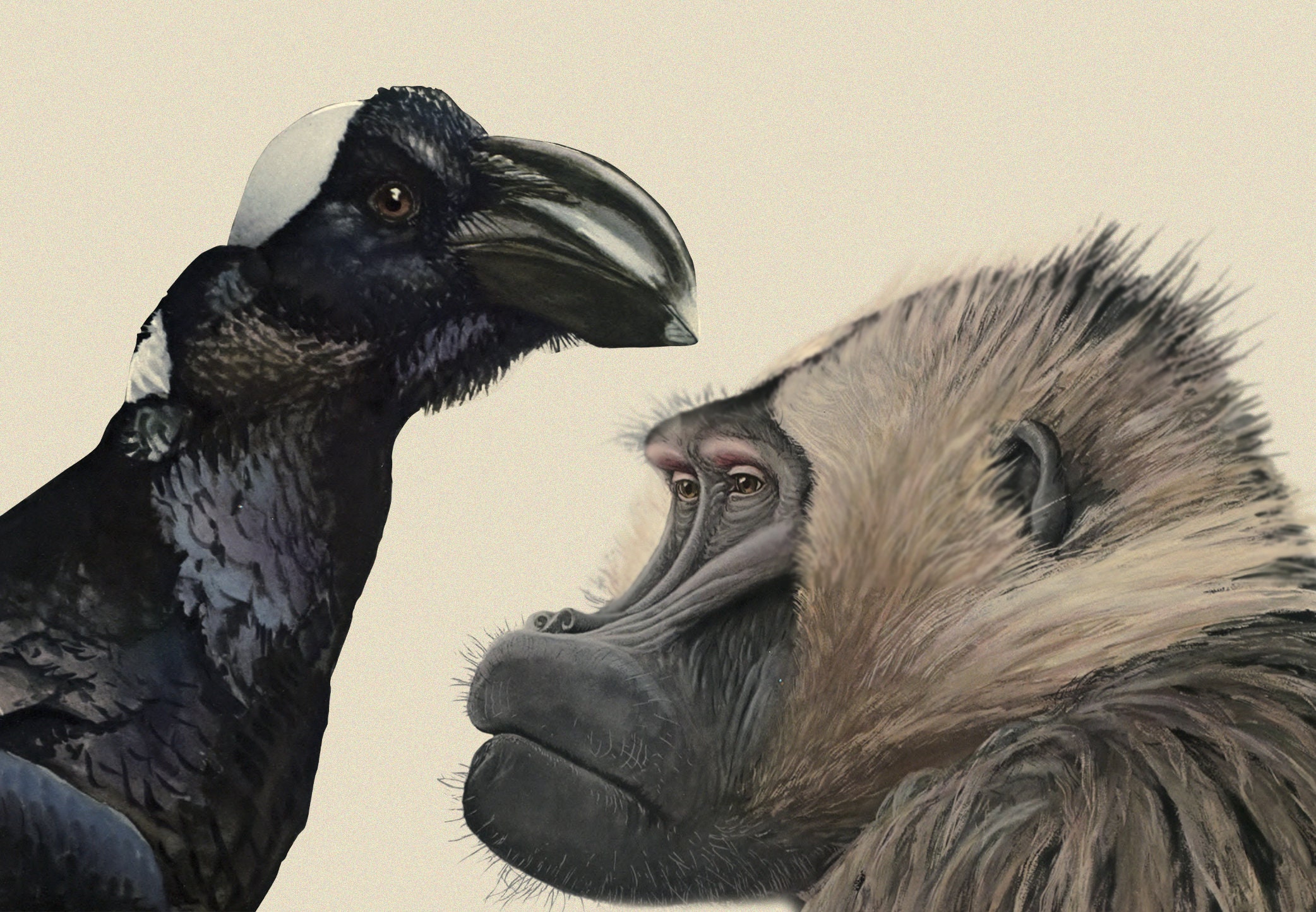 Album of Abyssinian Birds & Mammals, Louis Agassiz Fuertes,vintage Illustrations,printable,png Clipart, Original Paintings Digital Download - Etsy Album of Abyssinian Birds & Mammals, Louis Agassiz Fuertes,vintage Illustrations,printable,png Clipart, Original Paintings Digital Download - Etsy