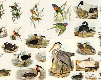 The Birds of Australia Part 3 - 100 High Quality Printable Images John Gould Digitally enhanced Elizabeth Gould Vintage Illustrations