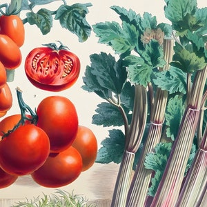May include: An illustration of fresh produce, including ripe red tomatoes and a bunch of celery. The tomatoes are depicted in various stages, from whole to sliced, showcasing their vibrant color. The celery has green leaves and striped stalks.