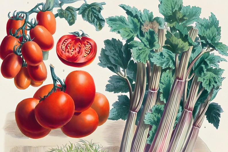 May include: An illustration of fresh produce, including ripe red tomatoes and a bunch of celery. The tomatoes are depicted in various stages, from whole to sliced, showcasing their vibrant color. The celery has green leaves and striped stalks.