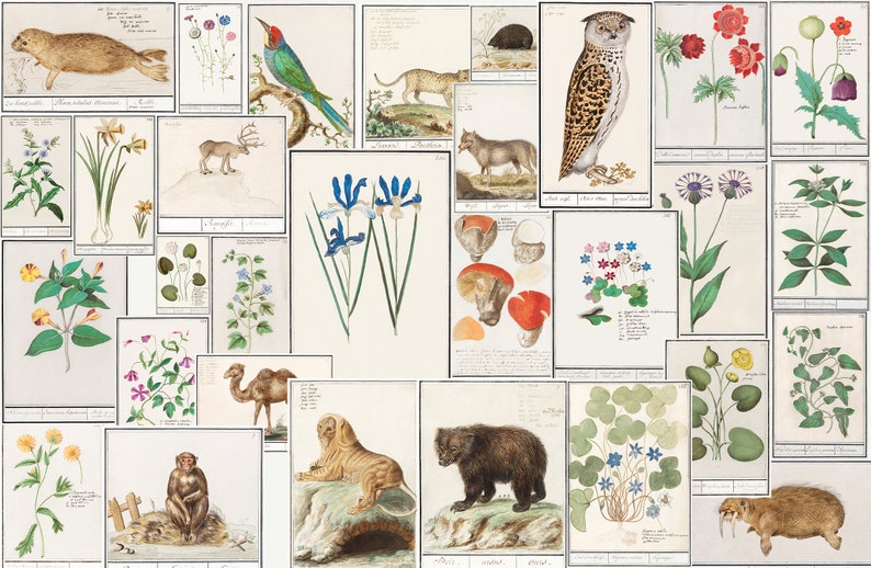 100 Anselmus Boetius de Boodt Parte 2 Jardín Botánico de Insectos Ilustración Vintage Mejorada Digitalmente Descarga Digital Imprimible imagen 4
