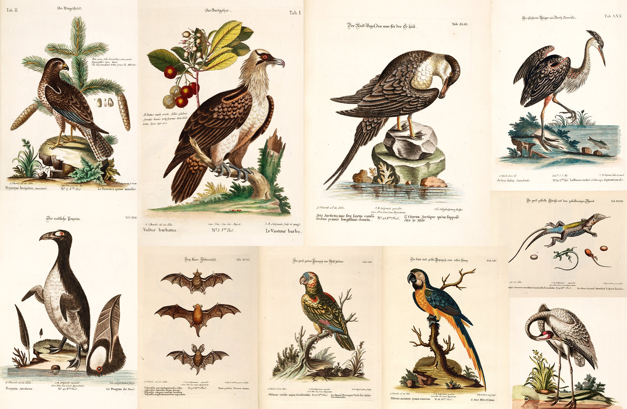 アート・デザイン・音楽 CLASSIC NATURAL HISTORY PRINTS BIRDS il_1080xN.3547562014_bqxu.jpg