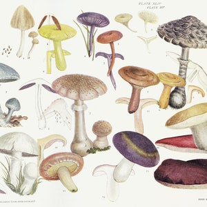 Fungi and how to know them 1909 Illustraions by Mary K. Spittal Printable Pastel Mushrooms Sketches Kids Coloring Book Digital Download