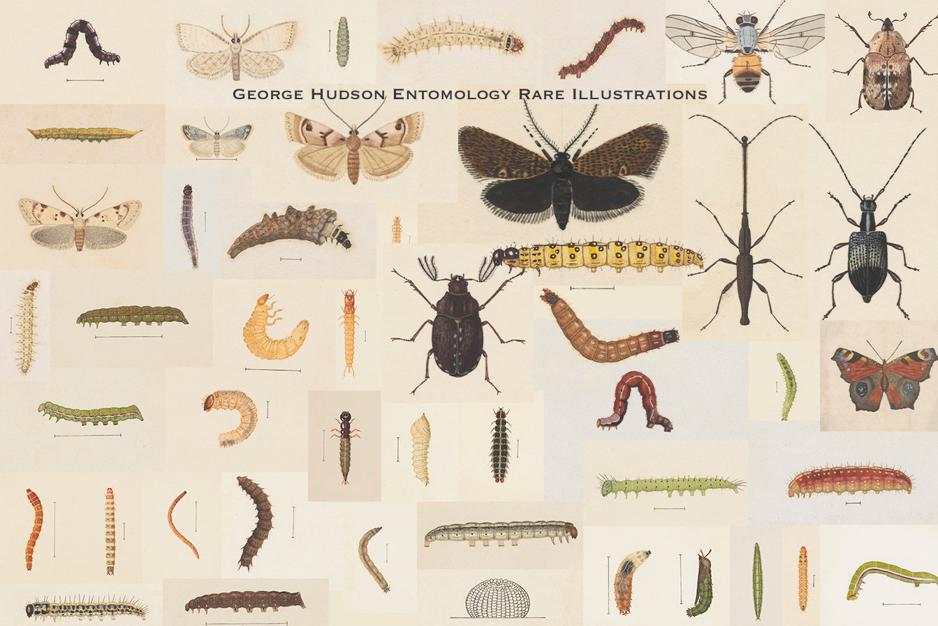 George Hudson Rhs 160+ George Hudson Entomology Rare Illustrations, Insects Printable ...