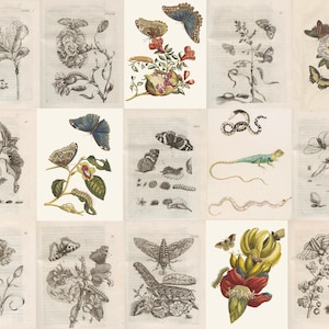 May include: A vintage illustration depicting a variety of insects, flowers, and plants. The illustration showcases butterflies, caterpillars, moths, and other insects in different stages of development. The flowers are illustrated in detail, with their petals, leaves, and stems clearly visible. The plants are also shown in detail, with their leaves, stems, and roots clearly visible.