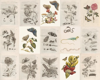 300+ Maria Sibylla Merian zeldzame illustraties, HQ afdrukbare old school posters, bloemen, rozen, botanische beige galerij Art Print set