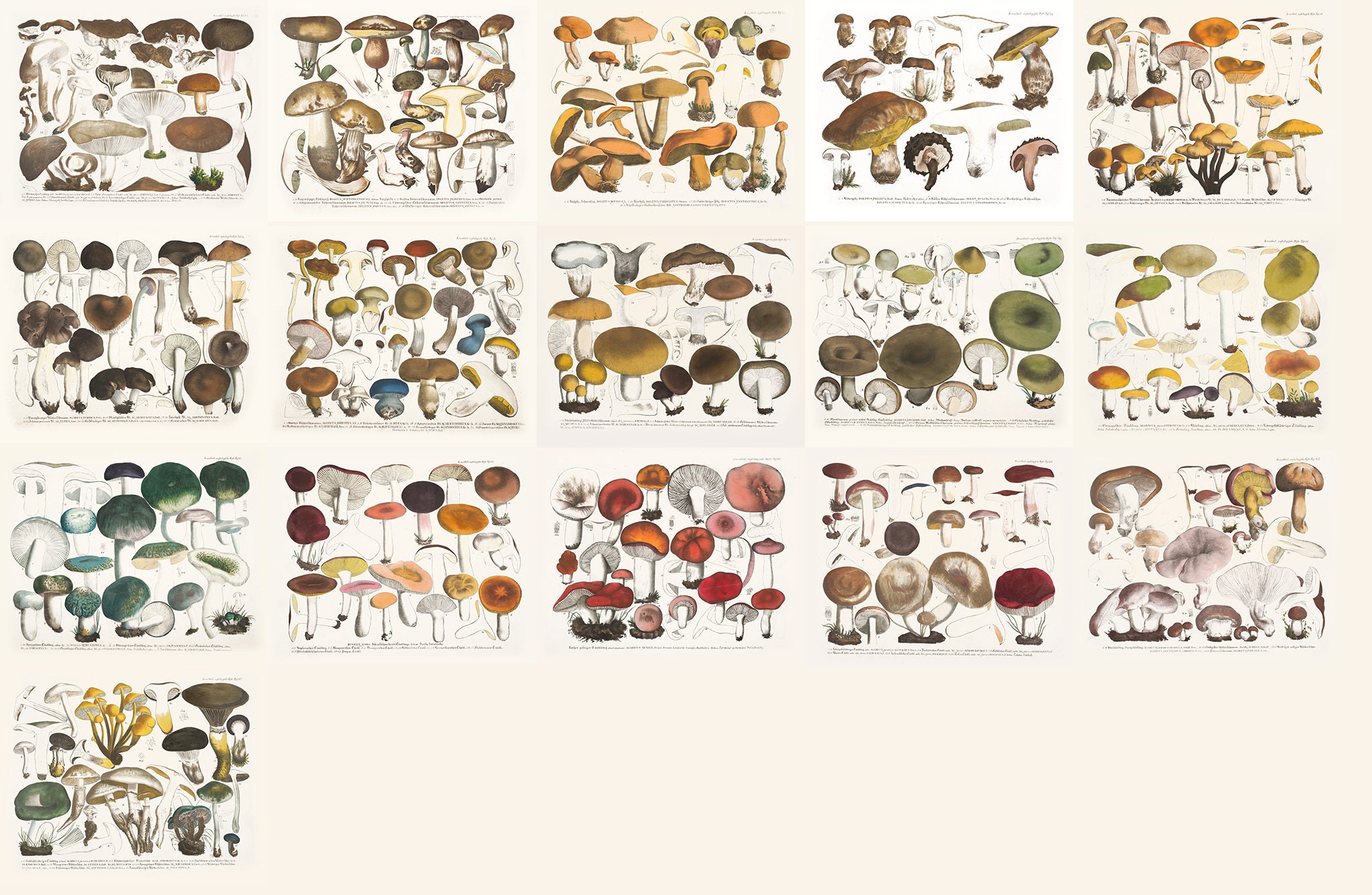 70 Julius Vincenz Von Krombholz Mushrooms HQ Printable Fungi Etsy