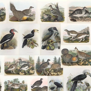 May include: A collection of vintage bird illustrations, showcasing various species in their natural habitats. The artwork features detailed depictions of birds with vibrant colors and intricate feather patterns, set against scenic backgrounds.