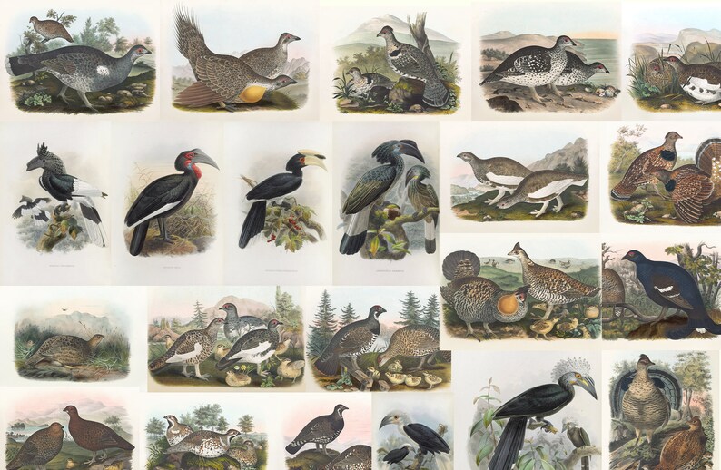May include: A collection of vintage bird illustrations, showcasing various species in their natural habitats. The artwork features detailed depictions of birds with vibrant colors and intricate feather patterns, set against scenic backgrounds.