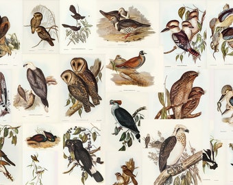 The Birds of Australia Part 2 - 100 High Quality Printable Images John Gould Digitally enhanced Elizabeth Gould Illustrations