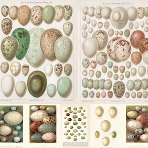 Litografía cromolitográfica de huevos silvestres europeos antiguos, 1897, ilustraciones de animales salvajes, ornitología, decoración alemana, descarga digital