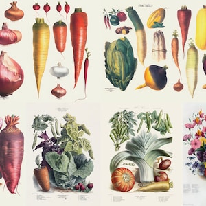 May include: A botanical illustration featuring a variety of vegetables and a bouquet of flowers. The vegetables include onions, carrots, radishes, and more. The flowers are a mix of colors, including pink, yellow, and purple.