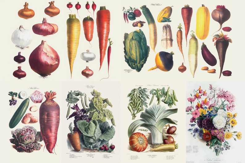 May include: A botanical illustration featuring a variety of vegetables and a bouquet of flowers. The vegetables include onions, carrots, radishes, and more. The flowers are a mix of colors, including pink, yellow, and purple.