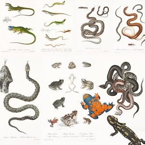 100+ Iconografia Della Fauna Italica HQ Snakes, Forges, Turtles, Lizards, Python, Antique Printable Illustrations Digital Download