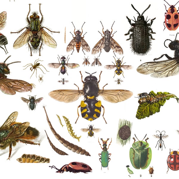 Ilustracje owadów do druku Sztuka ścienna Chrząszcze Motyle Entomologia Błędy Wnętrze Antyczne Chrząszcze Biedronka Cyfrowe pobieranie