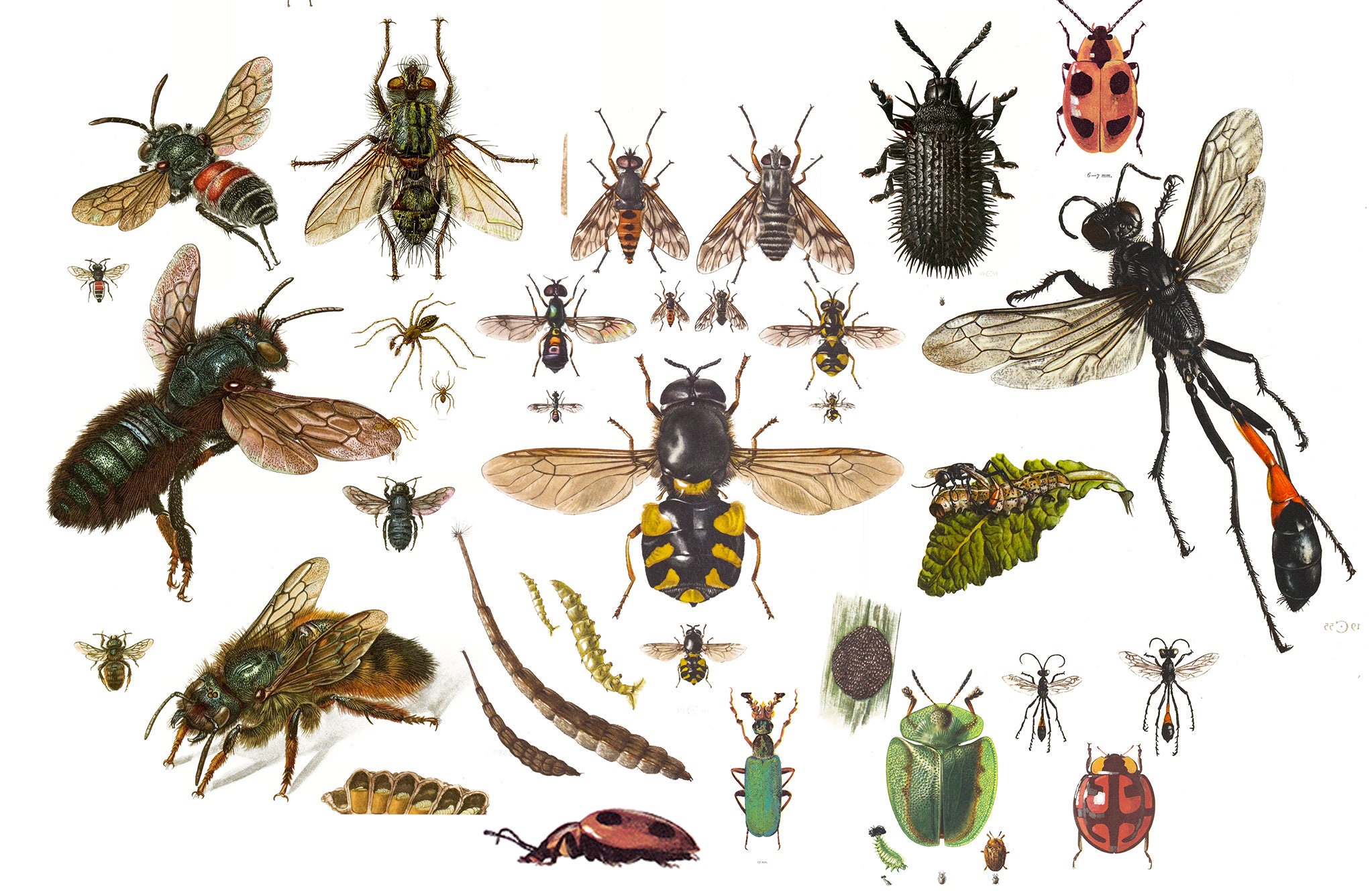 Insects Illustrations Printable Wall Art Vintage Beetles Butterflies