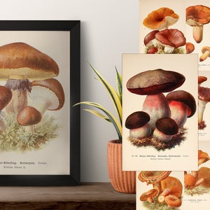50+ Fuhrer fur Pilzfreunde Mushrooms Art Print Fungi Colorful Illustration Summer Home Room Wall Decor Digital Download