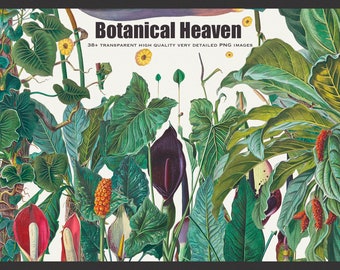 Botanical Heaven - Ilustracje, HQ, Do druku, Icones Aroidearum, Vintage, Oberer Johann, Dieffenbachia robusta, Clipart, PNG, Canva