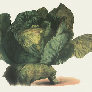 May include: A detailed illustration of a cabbage head, showcasing its layered green leaves and central core. The artwork features a realistic depiction with varying shades of green and yellow, set against a light background. The cabbage rests on a stem with a hint of a reddish-brown shadow.