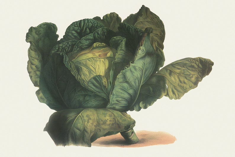 May include: A detailed illustration of a cabbage head, showcasing its layered green leaves and central core. The artwork features a realistic depiction with varying shades of green and yellow, set against a light background. The cabbage rests on a stem with a hint of a reddish-brown shadow.