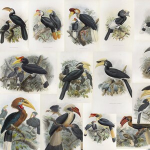 May include: A collection of vintage bird illustrations featuring various hornbill species. The prints showcase detailed depictions of the birds with vibrant colors, perched on branches, and set against a neutral background. The artwork highlights the birds' distinctive beaks and plumage.